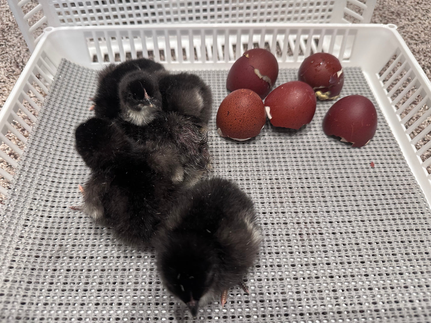 Day Old BCM chicks
