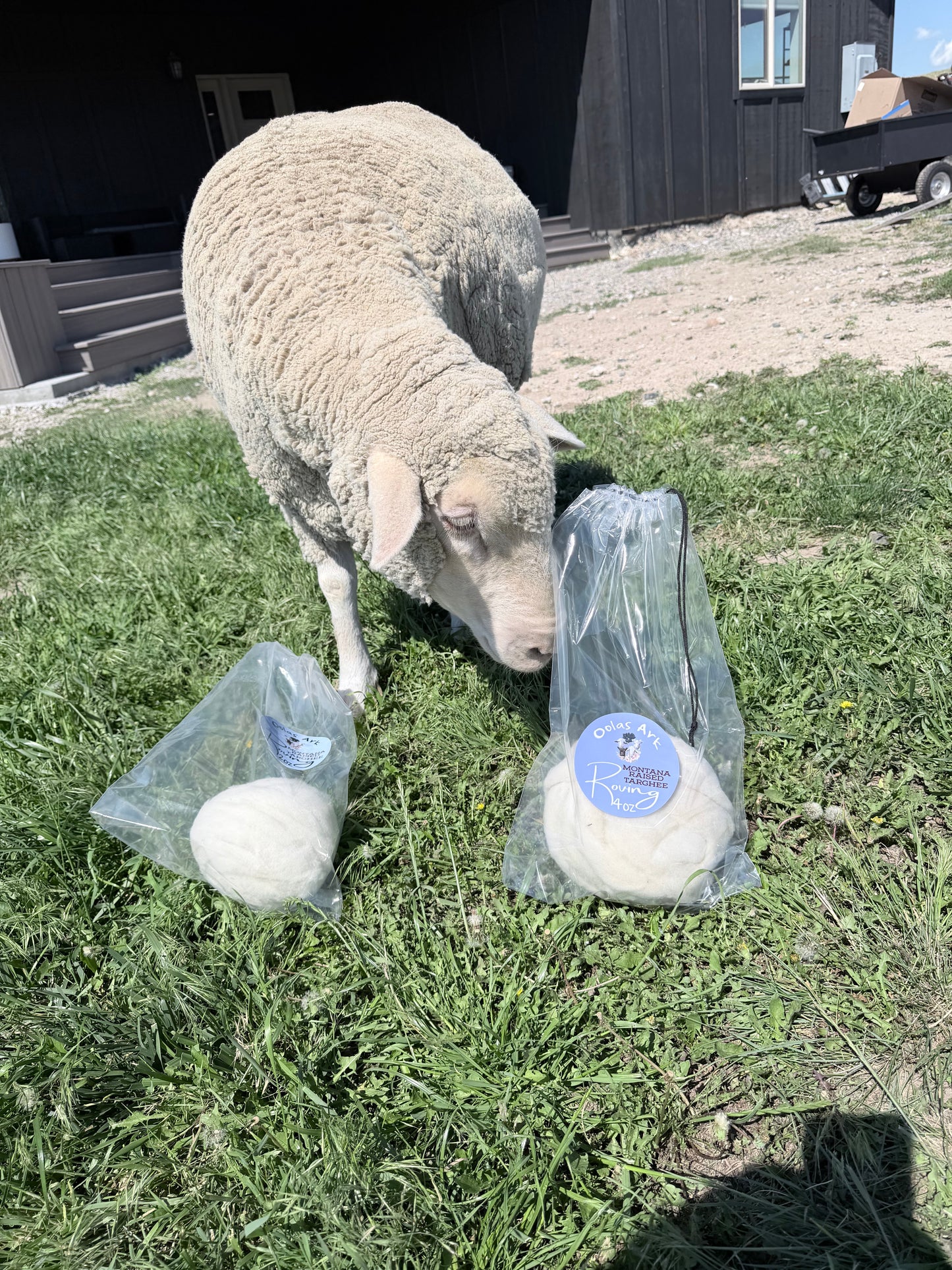 4oz Targhee Roving
