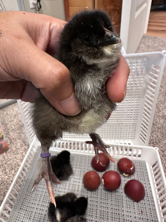 Day Old BCM chicks